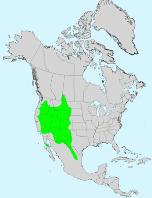 Narrowleaf Wirelettuce, Stephanomeria tenuifolia: Click image for full size map